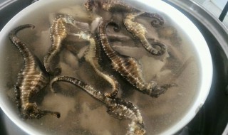 海马如何清洗 海马如何清洗和保养