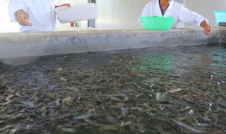 室内泥鳅养殖（室内泥鳅养殖用什么箱）