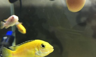 三湖慈鲷多久吐出小鱼 三湖慈鲷多久吐出小鱼来