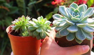 植物多肉怎么养殖 植物多肉怎么养殖方法哪里可以学
