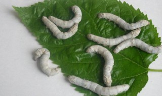 蚕卵是什么样的 蚕卵是什么样的图片
