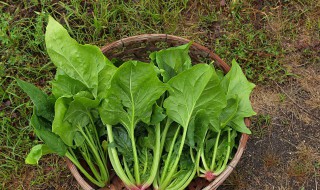 菠菜和豆腐为什么不能一起吃（菠菜和豆腐为什么不能一起吃百度）