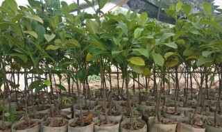 榴莲树苗怎么种植方法（榴莲树苗怎么种植方法图片）