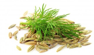 小茴香种子的种植方法（小茴香种子的种植方法和时间）