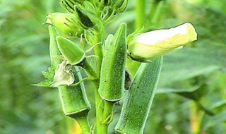 秋葵籽怎么种植方法 秋葵籽怎么种植方法视频