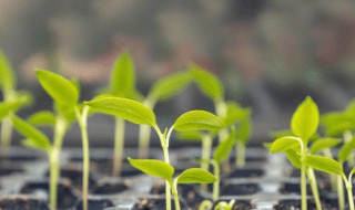 种子种植方法（玫瑰花种子种植方法）