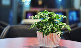 幸福树的种植方法（幸福树的种植方法及养护）