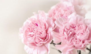 送母亲鲜花送什么花 送母亲鲜花送什么花送几朵