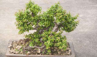 菩提树的养殖方法和注意事项（盆栽菩提树的养殖方法和注意事项）