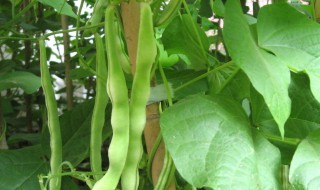 豆角种植方法步骤（豆角怎么种植方法如下）