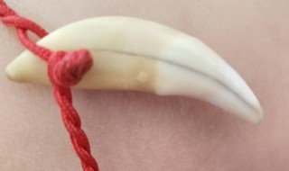 带狗牙有什么禁忌 带狗牙有什么禁忌嘛