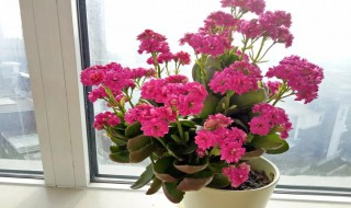 长寿花有没有毒 长寿花花有毒吗?
