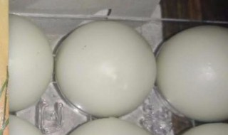 孔圣枕中丹的功效与作用（孔圣枕中丹的功效与作用一天吃多少）
