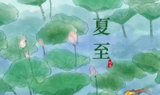 夏至后面的节气是什么（夏至后面的节气是什么节气）