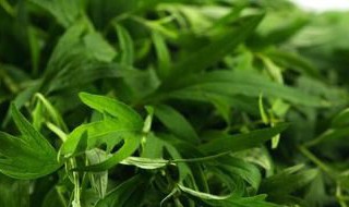 艾草不到端午节可以用吗（艾草不是端午节的可以吗）