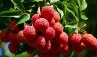 荔枝酒能保存多久才能喝（荔枝酒能保存多久才能喝呢）