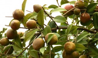 油茶是什么 油茶是什么味道