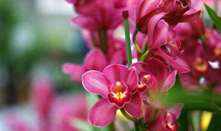 大花蕙兰的介绍 大花蕙兰种类