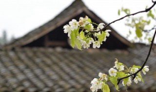 如何介绍清明节 如何介绍清明节的来历
