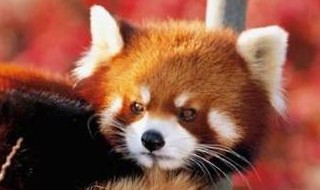 小熊猫是小浣熊吗 小熊猫不是小浣熊吗