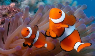 海里常见的鱼（海里常见的鱼 种类）