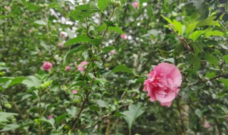 重瓣木槿花的养殖方法（重瓣木槿花的养殖方法和注意事项有哪些）