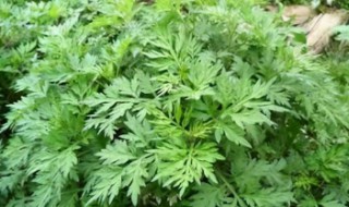 艾草熏蚊子的正确方法 艾草熏蚊子的正确方法图片