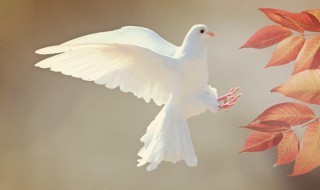 鸽子象征 鸽子象征着什么意义
