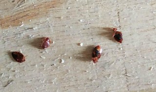 家里有臭虫怎么根除（家里有臭虫子怎么消除）