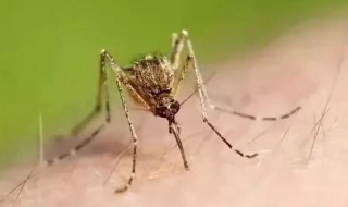 把蚊子关房间几天会死 蚊子关房间飞不出去几天会死
