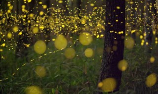 萤火虫除了照明还能干什么（萤火虫除了照明还能干什么用）