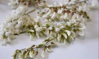 槐花怎样长期保鲜 槐花怎样长期保鲜的