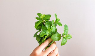 野薄荷能吃吗（野薄荷叶能吃吗）