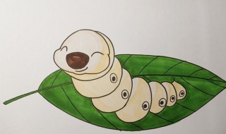 怎样辨别蚕的公母 如何鉴别蚕的公母