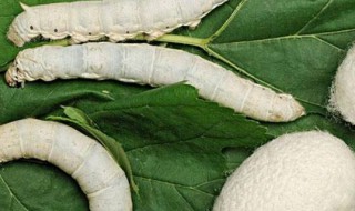 蚕宝宝破茧后怎么处理 蚕宝宝破茧后怎么处理