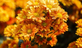 干菊花里面的小黑虫怎么去掉（干菊花里面的小黑虫怎么去掉视频）