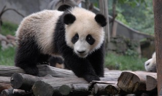 小熊猫是什么 小熊猫是什么颜色