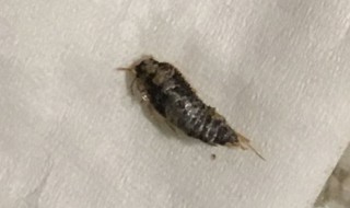 家里小黑虫怎么来的（家里面的小黑虫）