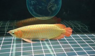 金龙鱼喂食什么最好 金龙鱼怎么喂食最好