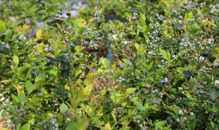 蓝莓用什么土壤种植好（蓝莓种植适合什么土壤）