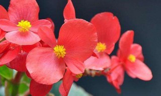冬季室内适合养什么花 冬季室内适合养什么花草
