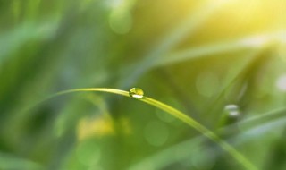 白露节气是几月份 几月几日是白露节气