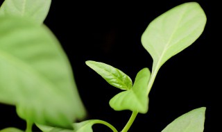 适合养在室内的植物（冬季适合养在室内的植物）