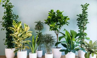 室内适合养什么花或植物（室内适合养什么花或植物最好）