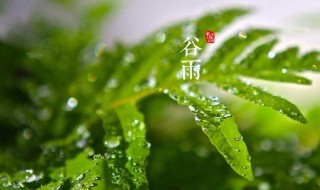 谷雨吃什么食物（谷雨吃什么食物最好）