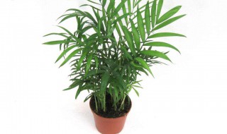 适合室内的植物（适合室内的植物种子）