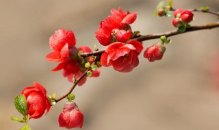 海棠花适合在室内养吗 海棠花适合在室内养吗有毒吗