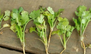 割香菜的最佳方法 割香菜的最佳方法是什么