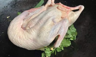 鸭子的拔毛方法（给鸭子拔毛的方法）