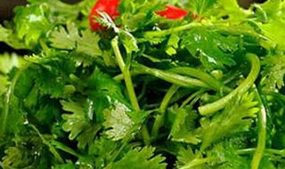 香菜的保存好方法 香菜怎么保存方法